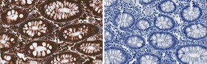 Anti-PDI Antibody, clone 1M19 ZooMAb&#174; Rabbit Monoclonal recombinant, expressed in HEK 293 cells
