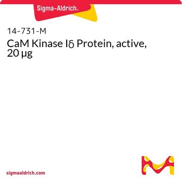 CaM Kinase I&#948; Protein, active, 20 &#181;g