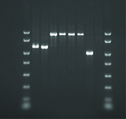REDExtract-N-Amp&#8482; Tissue PCR Kit sufficient for 10&#160;extractions, sufficient for 10&#160;amplifications