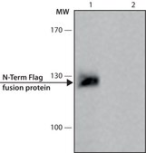 ANTI-FLAG&#174; antibody produced in rabbit affinity isolated antibody, buffered aqueous solution