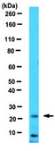 Anti-VEGF 165b Antibody, clone 56/1 clone 56/1, 1&#160;mg/mL, from mouse