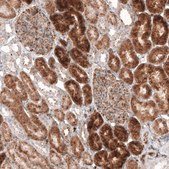 Monoclonal Anti-GRN antibody produced in mouse Prestige Antibodies&#174; Powered by Atlas Antibodies, clone CL5692, purified immunoglobulin, buffered aqueous glycerol solution