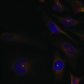 Anti-CCFL1/CFL2 (Ab-88) antibody produced in rabbit affinity isolated antibody