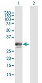 Anti-BDNF antibody produced in mouse purified immunoglobulin, buffered aqueous solution