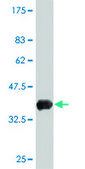 ANTI-INDO antibody produced in mouse clone 1C1, purified immunoglobulin, buffered aqueous solution