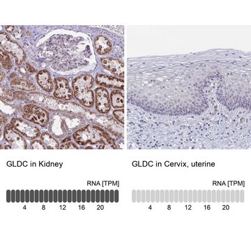 Anti-GLDC antibody produced in rabbit Prestige Antibodies&#174; Powered by Atlas Antibodies, affinity isolated antibody, buffered aqueous glycerol solution