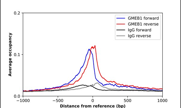 Anti-GMEB1 antibody produced in rabbit Prestige Antibodies&#174; Powered by Atlas Antibodies, affinity isolated antibody