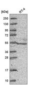 Anti-NR6A1 antibody produced in rabbit Prestige Antibodies&#174; Powered by Atlas Antibodies, affinity isolated antibody