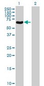Anti-POLG2 antibody produced in mouse IgG fraction of antiserum, buffered aqueous solution