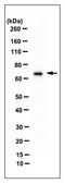 Anti-Lamin A (mature) Antibody, clone 4A4-A4 clone 4A4-A4, from mouse