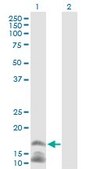Anti-CAMP antibody produced in mouse IgG fraction of antiserum, buffered aqueous solution