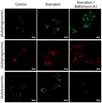 BioTracker&#8482; Green pH-Independent Autophagy Live Cell Probe