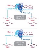 EZ-Magna NuCLEAR&#8482; RIP (Cross-Linked) Nuclear RNA-Binding Protein Immunoprecipitation Kit EZ-Magna Nuclear RIP (Cross-Linked) RNA-Binding Protein Immunoprecipitation Kit is designed for the analysis of chromatin associated RNA such lncRNAs, enhancer RNAs and miRNAs.