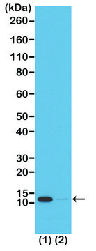 Anti-Acetyl-Histone H4 (Lys16) antibody, Rabbit monoclonal recombinant, expressed in HEK 293 cells, clone RM204, purified immunoglobulin