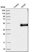 Anti-CD207 antibody produced in rabbit Prestige Antibodies&#174; Powered by Atlas Antibodies, affinity isolated antibody, buffered aqueous glycerol solution