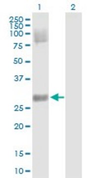 Anti-DKK4 antibody produced in rabbit purified immunoglobulin, buffered aqueous solution