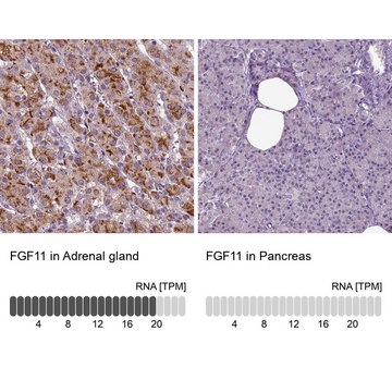 Anti-FGF11 Prestige Antibodies&#174; Powered by Atlas Antibodies, affinity isolated antibody
