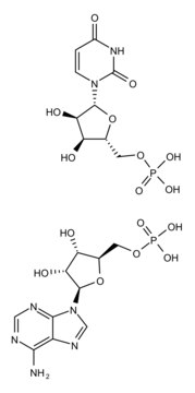 Polyadenylic acid-Polyuridylic acid sodium salt double-stranded homopolymer