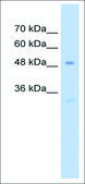 Anti-SP7 antibody produced in rabbit affinity isolated antibody