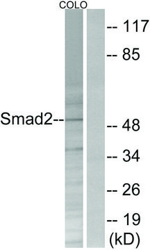 Anti-SMAD2 antibody produced in rabbit affinity isolated antibody