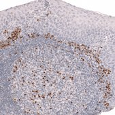 Monoclonal Anti-Irf4 Antibody Produced In Mouse Prestige Antibodies&#174; Powered by Atlas Antibodies, clone CL14615, affinity isolated antibody, buffered aqueous glycerol solution