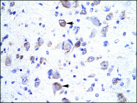 Anti-HOXA1 antibody produced in rabbit IgG fraction of antiserum