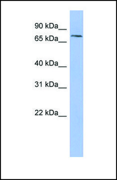 Anti-PNN, (N-terminal) antibody produced in rabbit affinity isolated antibody