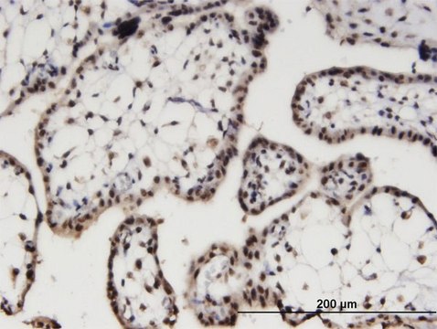Monoclonal Anti-AIPL1 antibody produced in mouse clone 1E1, purified immunoglobulin, buffered aqueous solution