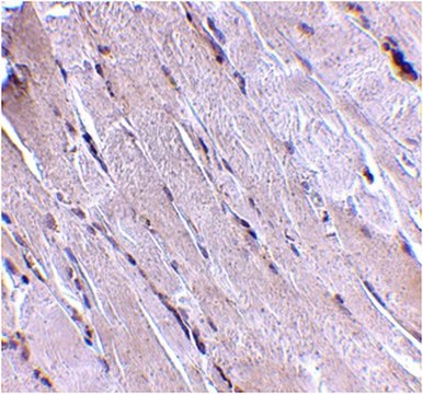 Anti-Wnt Antibody-10b from rabbit, purified by affinity chromatography