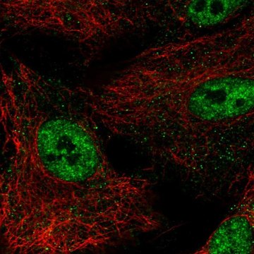 Anti-NR0B1 antibody produced in rabbit Prestige Antibodies&#174; Powered by Atlas Antibodies, affinity isolated antibody