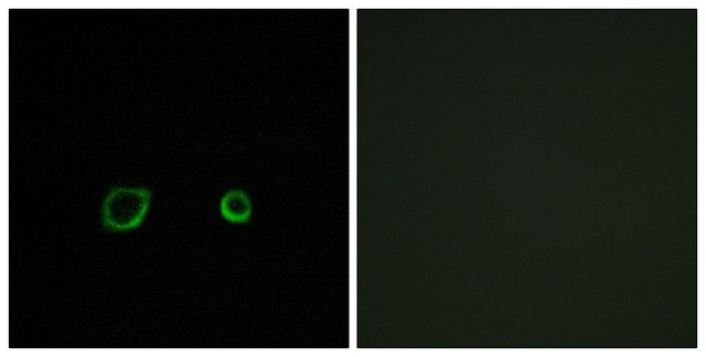 Anti-CNTN4 antibody produced in rabbit affinity isolated antibody
