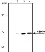 Anti-HSP70 antibody produced in rabbit IgG fraction of antiserum