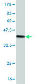 ANTI-ATOH1 antibody produced in mouse clone 2A12, purified immunoglobulin, buffered aqueous solution