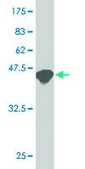 ANTI-ATF3 antibody produced in mouse clone 7G10, purified immunoglobulin, buffered aqueous solution