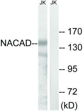 Anti-NACAD antibody produced in rabbit affinity isolated antibody