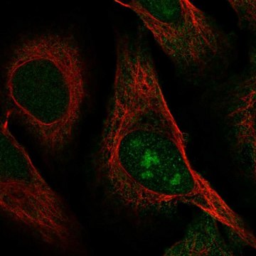 Anti-C8orf59 antibody produced in rabbit Prestige Antibodies&#174; Powered by Atlas Antibodies, affinity isolated antibody