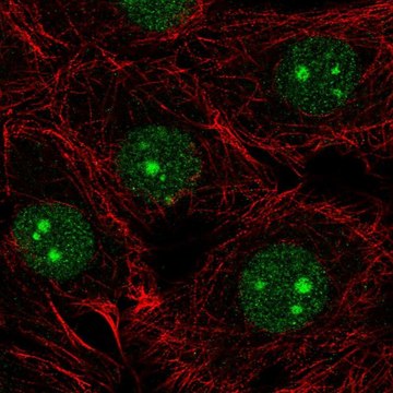 Anti-NSUN5 antibody produced in rabbit Prestige Antibodies&#174; Powered by Atlas Antibodies, affinity isolated antibody