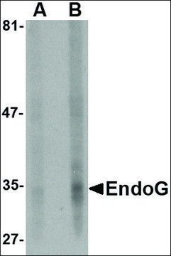 Monoclonal Anti-EndoG antibody produced in mouse clone 7F2G10, purified immunoglobulin, buffered aqueous solution