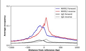 Anti-NFATC2 antibody produced in rabbit Prestige Antibodies&#174; Powered by Atlas Antibodies, affinity isolated antibody, buffered aqueous glycerol solution