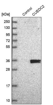 Anti-CUEDC2 antibody produced in rabbit Prestige Antibodies&#174; Powered by Atlas Antibodies, affinity isolated antibody, buffered aqueous glycerol solution