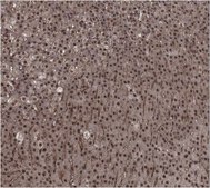 Anti-Dax1 Antibody from rabbit, purified by affinity chromatography