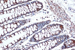 Anti-HSPE1/HSP10/CPN10 antibody produced in rabbit