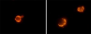 Anti-Rat IgG (whole molecule)&#8722;TRITC antibody produced in rabbit affinity isolated antibody, buffered aqueous solution