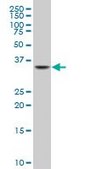 Monoclonal Anti-NKX2-5, (N-terminal) antibody produced in mouse clone 3A7, purified immunoglobulin, buffered aqueous solution