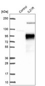 Anti-IL21R antibody produced in rabbit Prestige Antibodies&#174; Powered by Atlas Antibodies, affinity isolated antibody, buffered aqueous glycerol solution