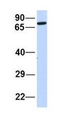 Anti-EXT2 antibody produced in rabbit affinity isolated antibody