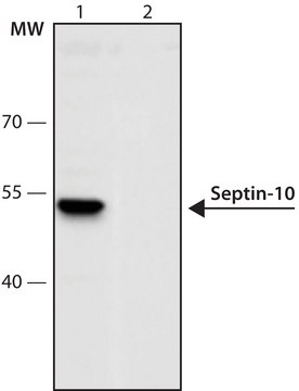 Anti-Septin-10 (443-454) antibody produced in rabbit IgG fraction of antiserum