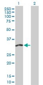 Anti-FMO5 antibody produced in rabbit purified immunoglobulin, buffered aqueous solution