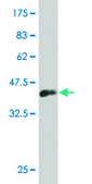 ANTI-LHX1 antibody produced in mouse clone 2A7, purified immunoglobulin, buffered aqueous solution