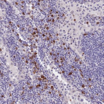 Anti-TNRC6C antibody produced in rabbit Prestige Antibodies&#174; Powered by Atlas Antibodies, affinity isolated antibody, buffered aqueous glycerol solution